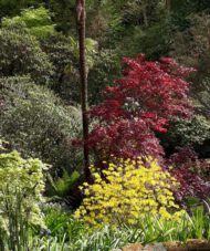 Gartenreise England – Frühling in Cornwall, Devon und Somerset 2022